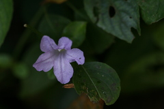 Dipteracanthus prostratus